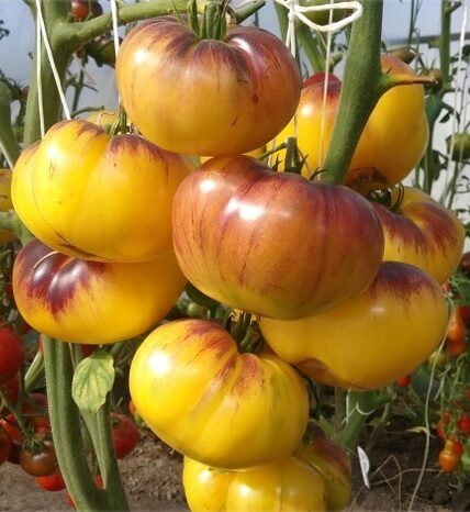 Пурпурный Восход